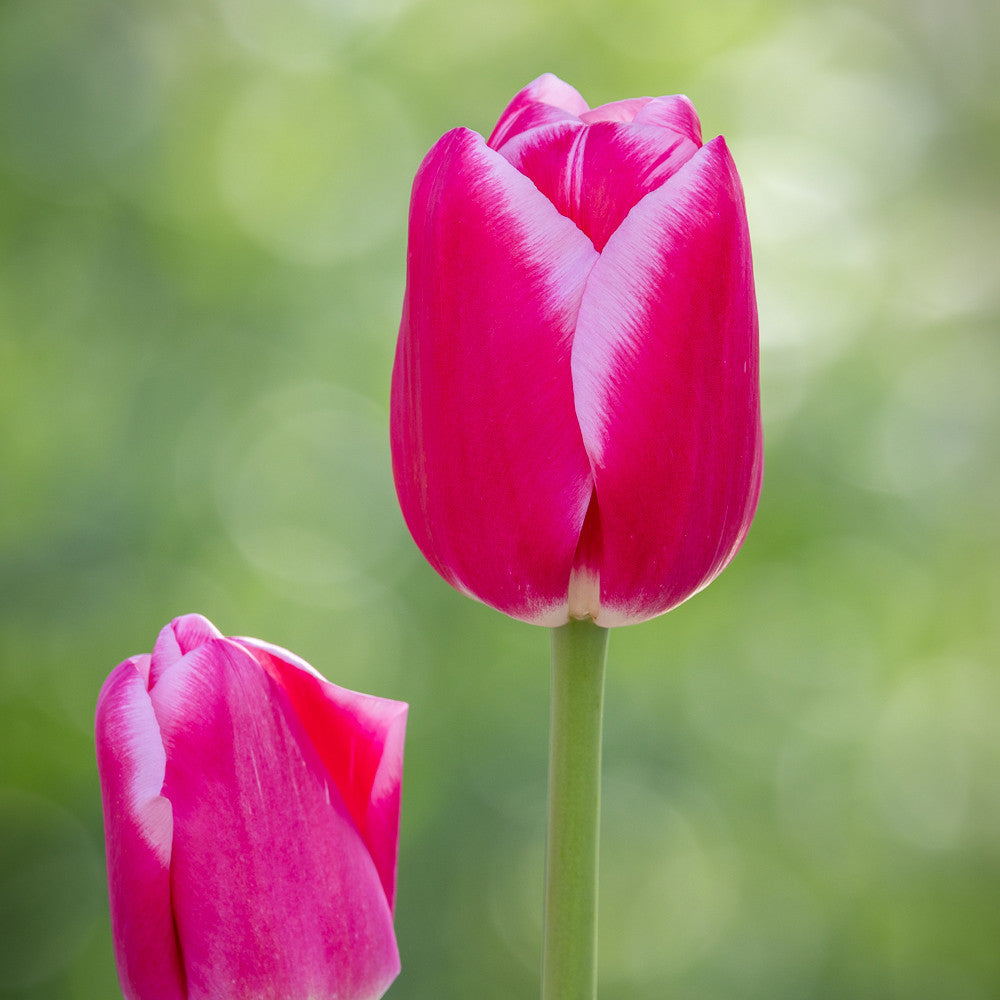 Tulip 'Dutch Delight'