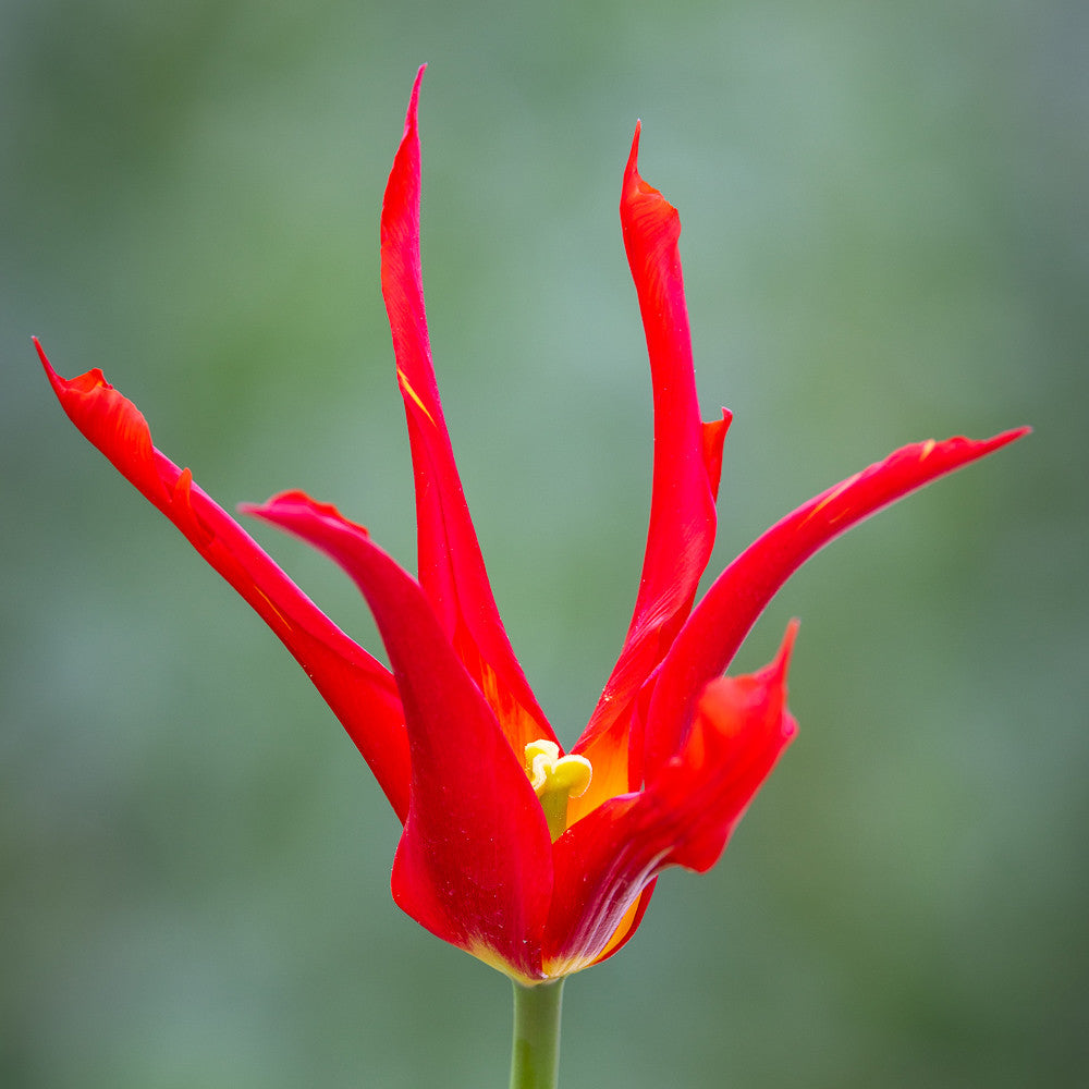 Tulip 'Go Go Red'