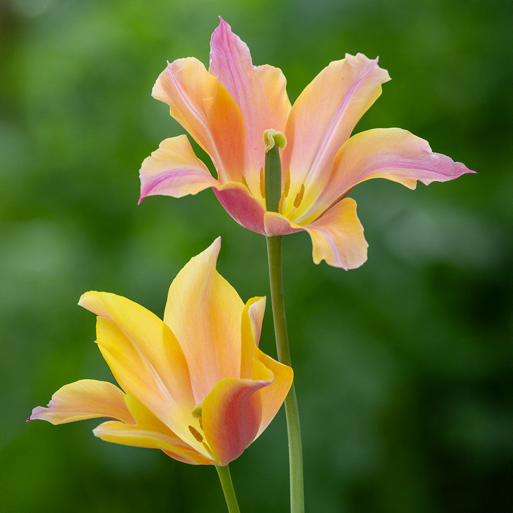 Tulip 'Marianne'