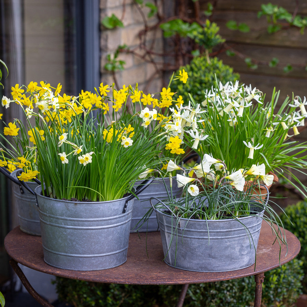 Narcissus for Pots Collection