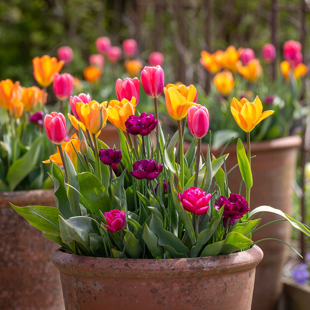Avenue of Tulips Collection