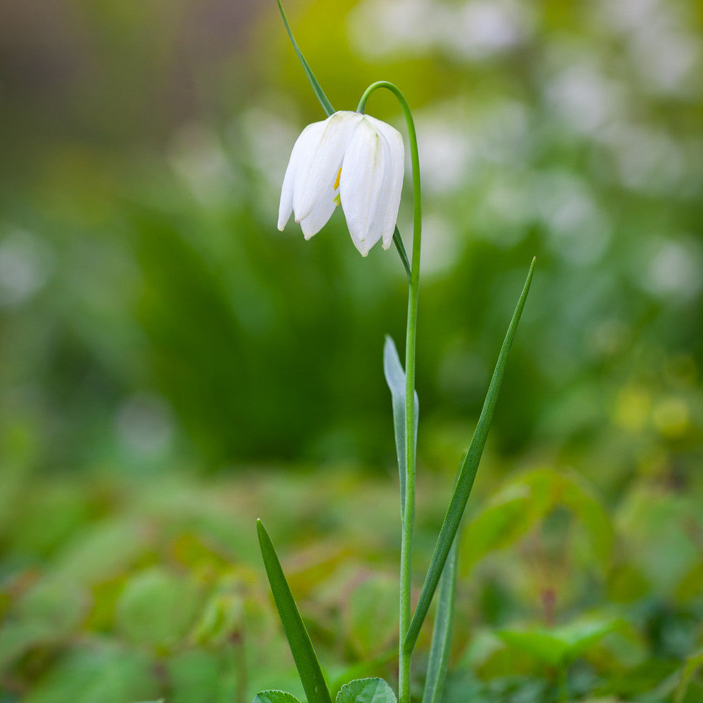 Fritillaria meleagris 'Alba'