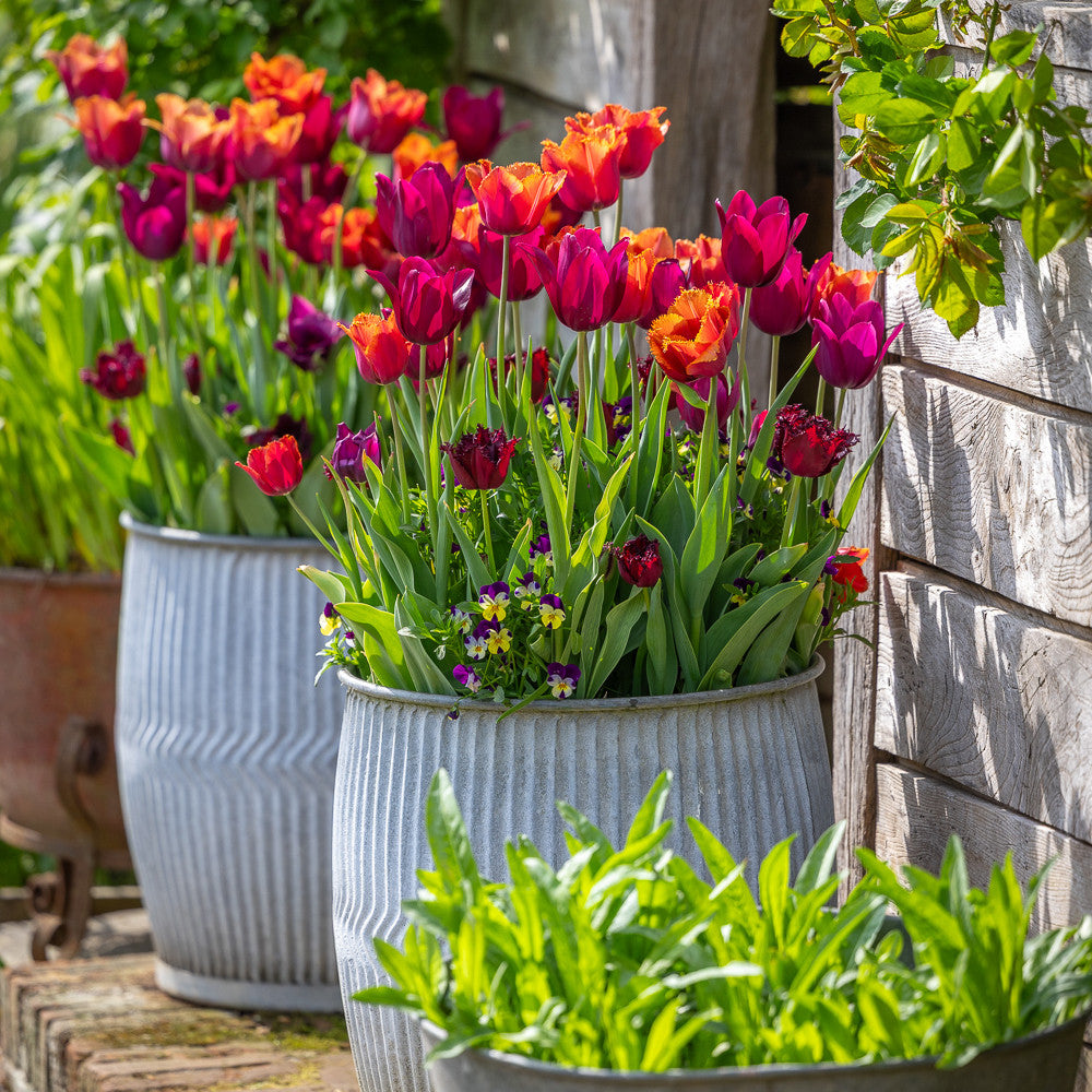 Chelsea Tulip Collection