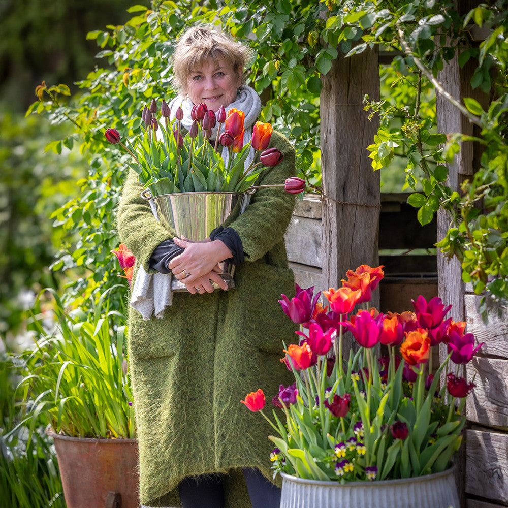 Chelsea Tulip Collection
