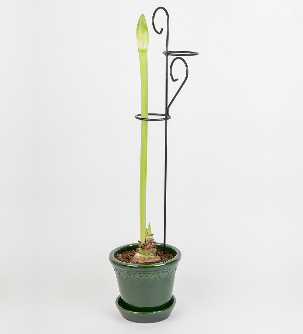 Decorative Amaryllis Support