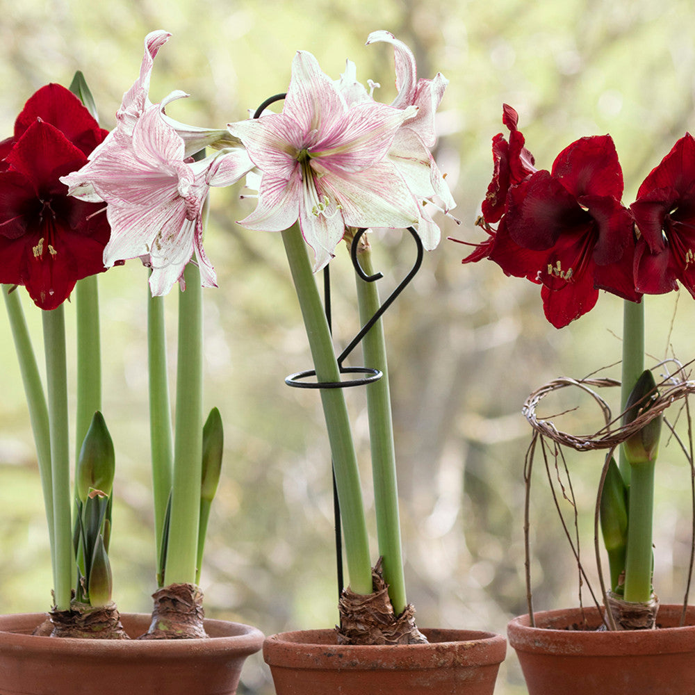 Decorative Amaryllis Support