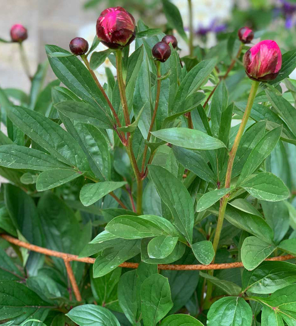 Fluted Peony Support