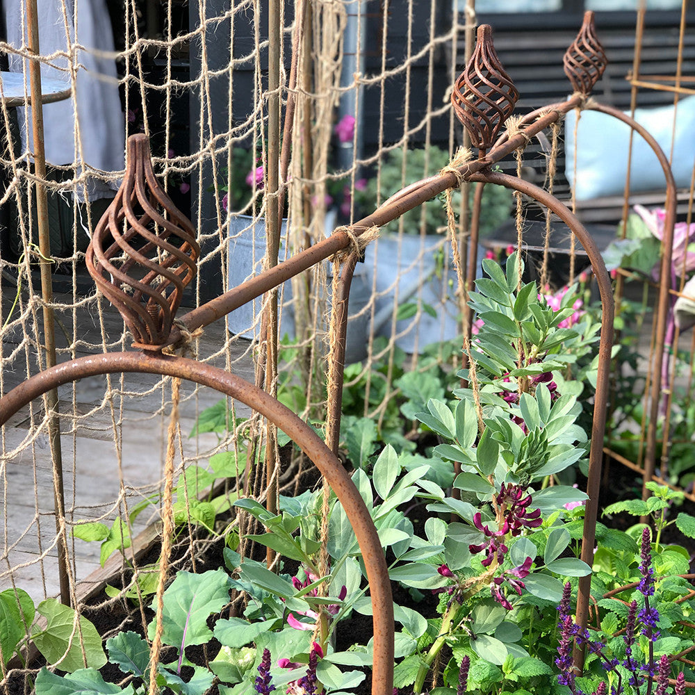 Pea and Bean Hoops