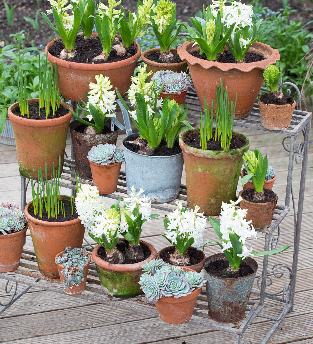 Plant Theatre