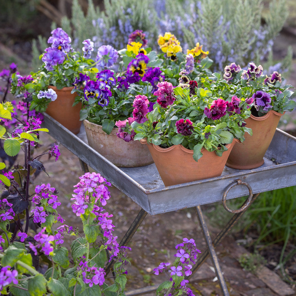 Terracotta Scalloped Pots