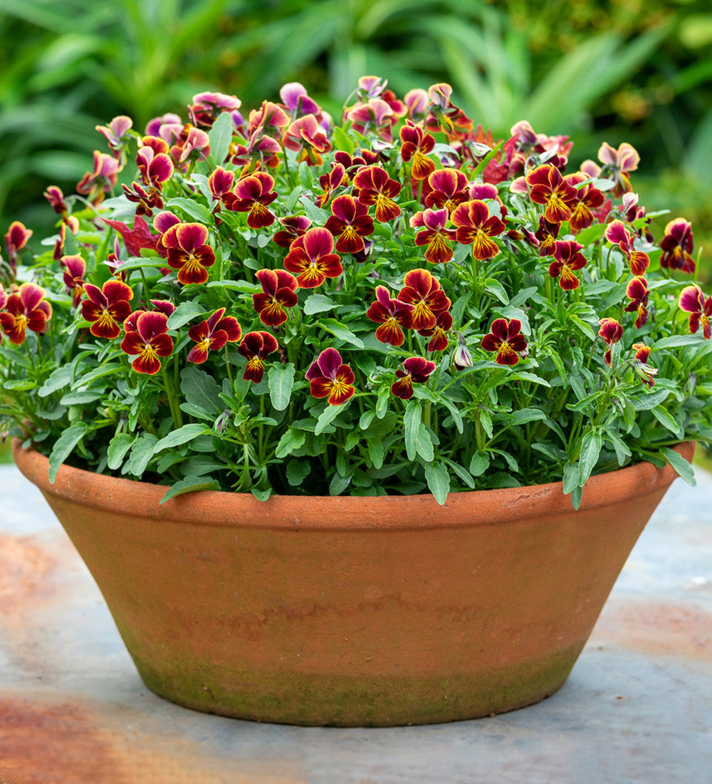 Classic Terracotta Bulb Bowls