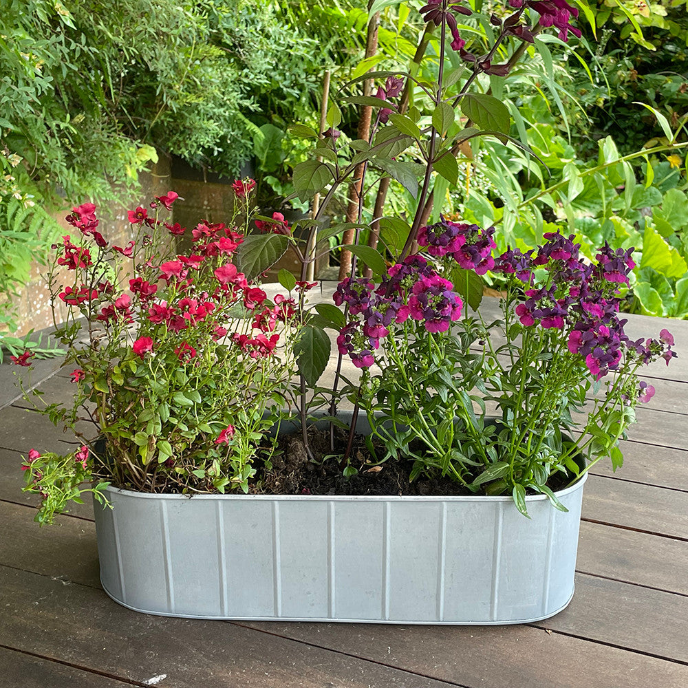 Hoxton Windowboxes