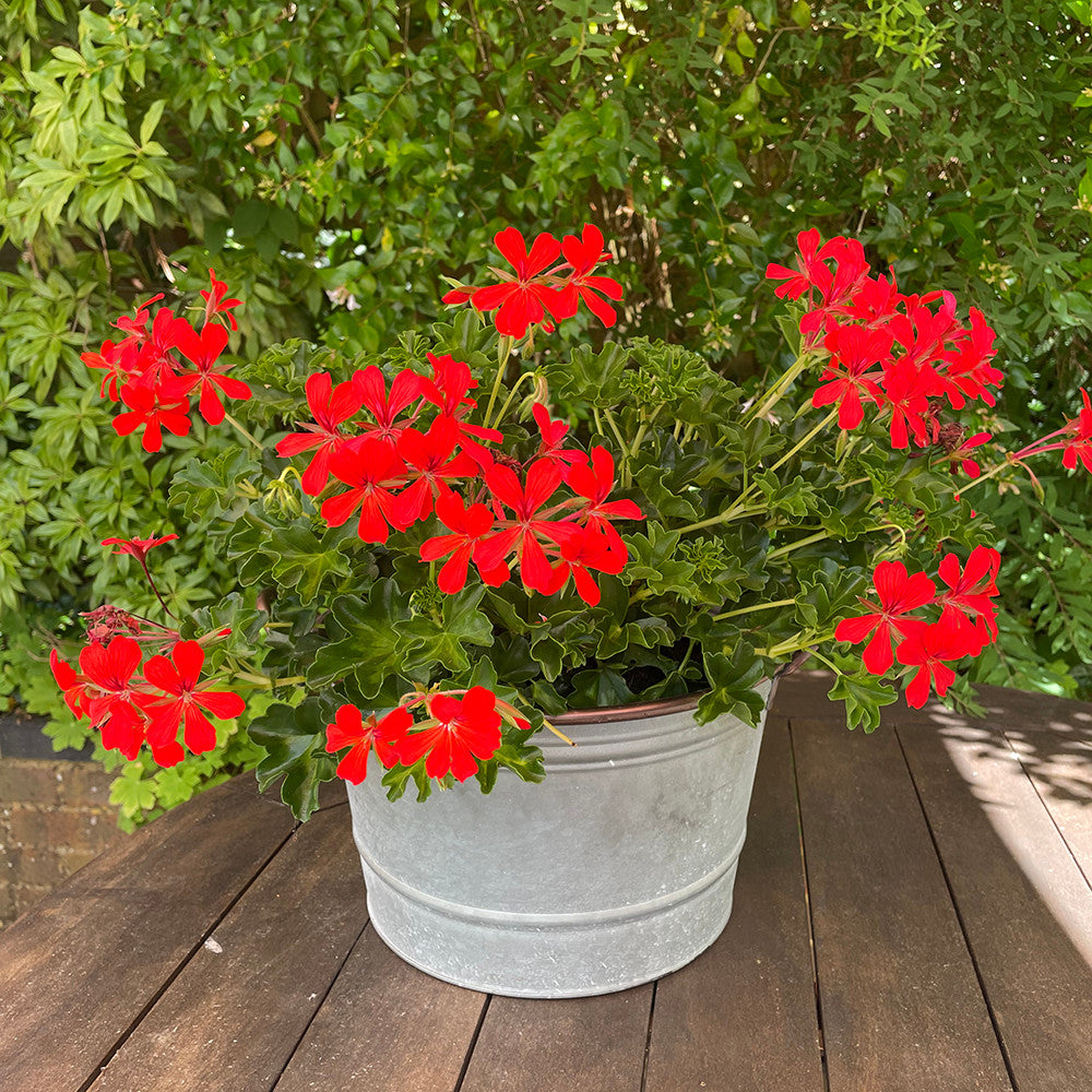 Bruton Tub Planters
