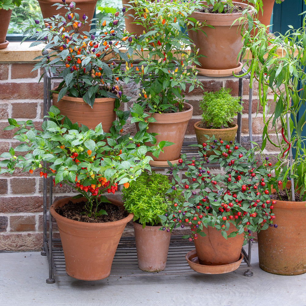 Collapsible Elegant Plant Theatre