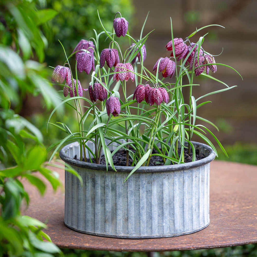 Ribbed Zinc Drum Planters