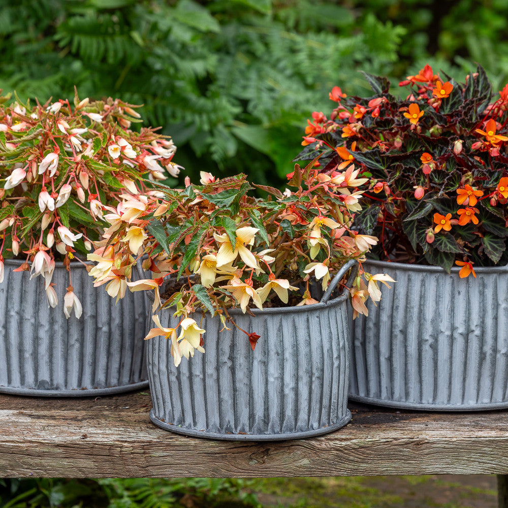 Ribbed Zinc Belly Planters