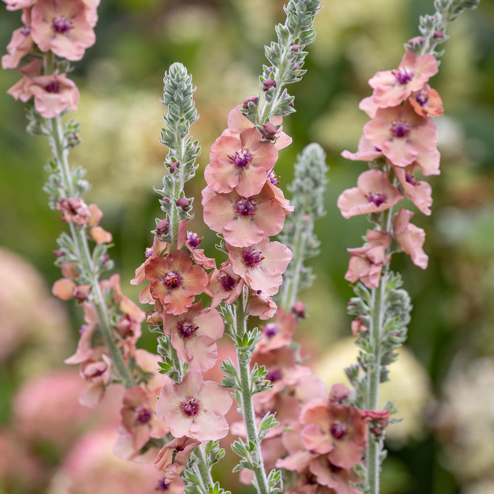 Verbascum 'Helen Johnson'