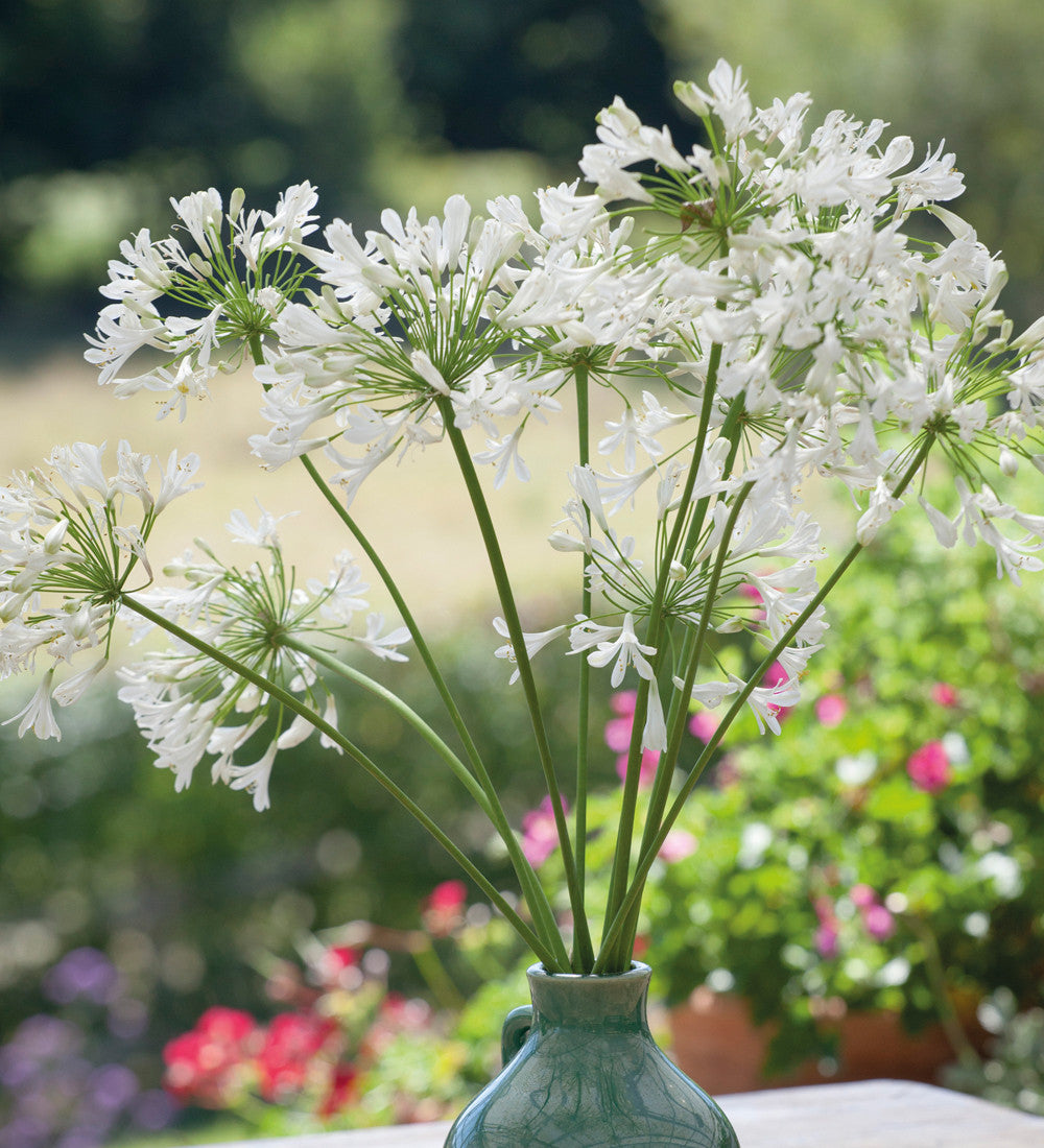 Agapanthus 'White Heaven'