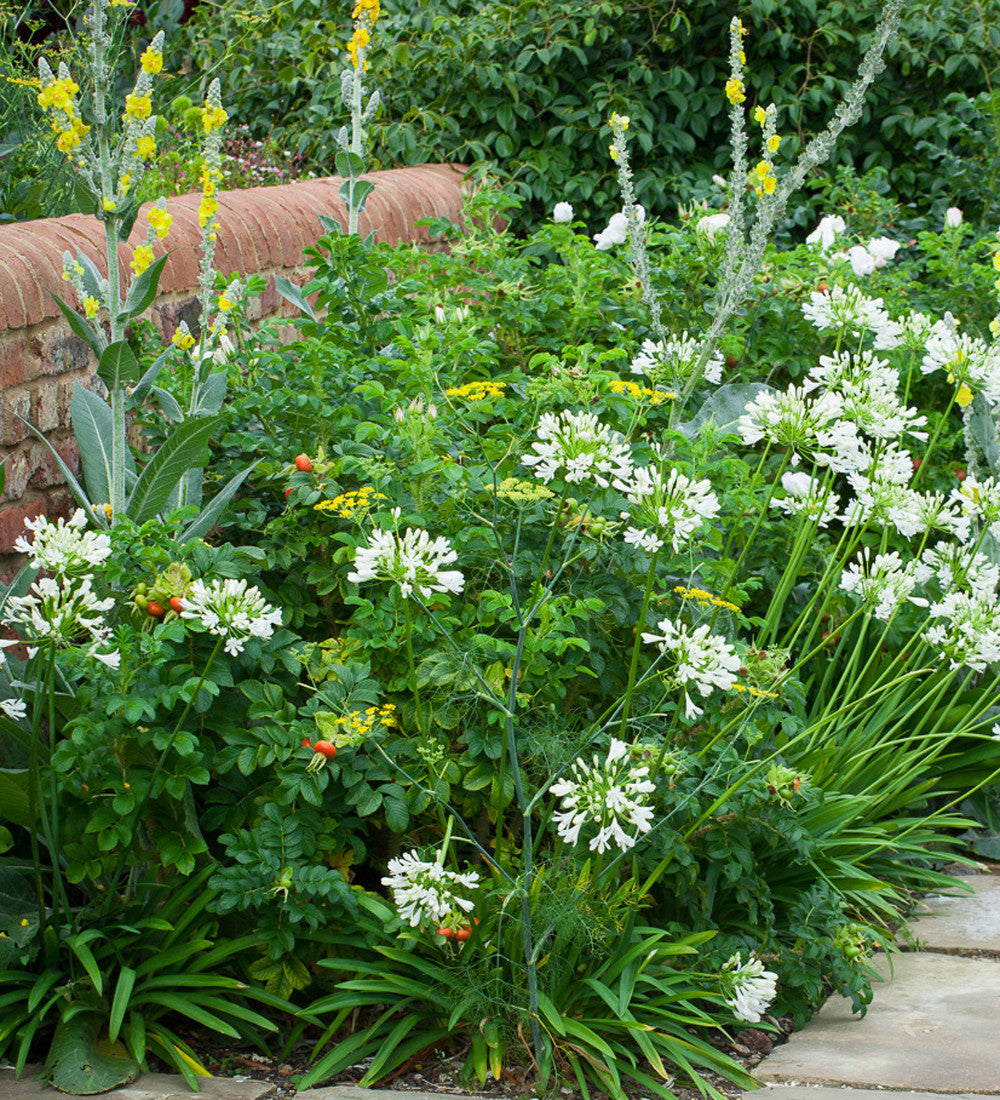 Agapanthus 'White Heaven'