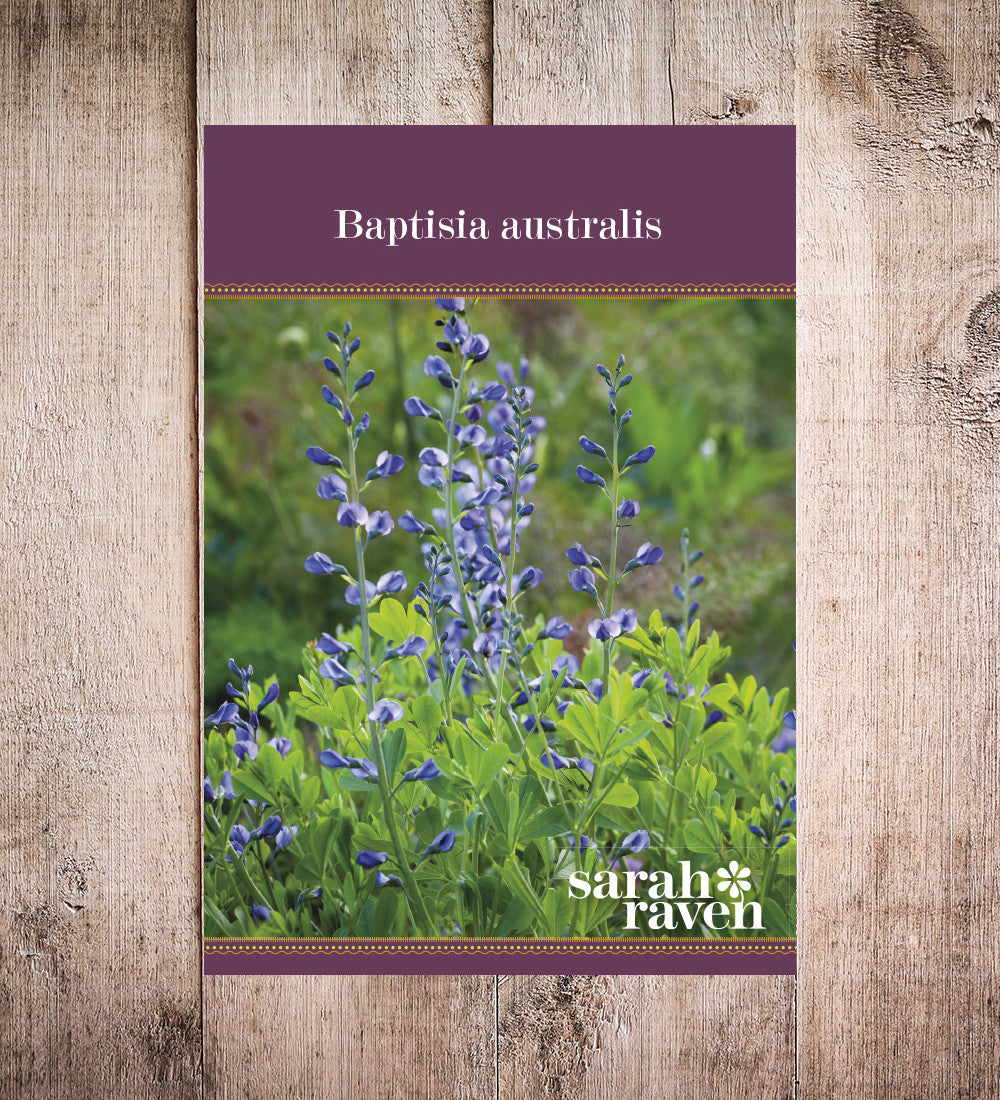 Baptisia australis