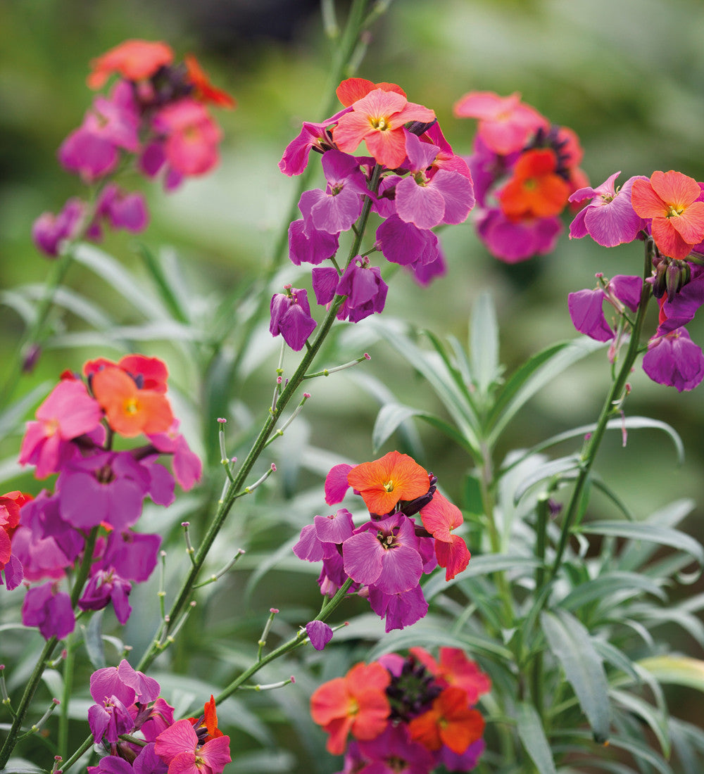 Erysimum 'Winter Orchid'