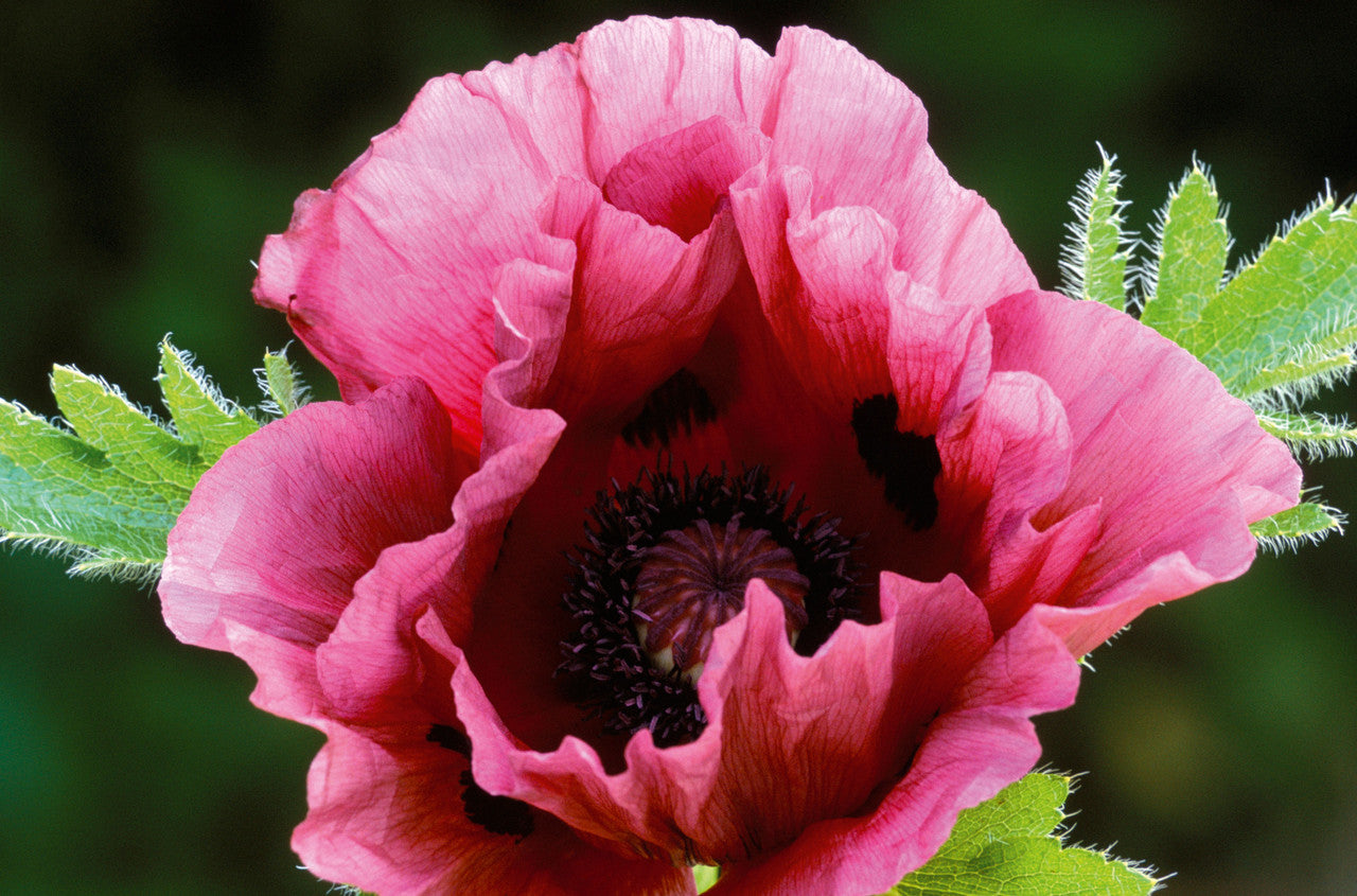 Papaver orientale 'Patty's Plum'