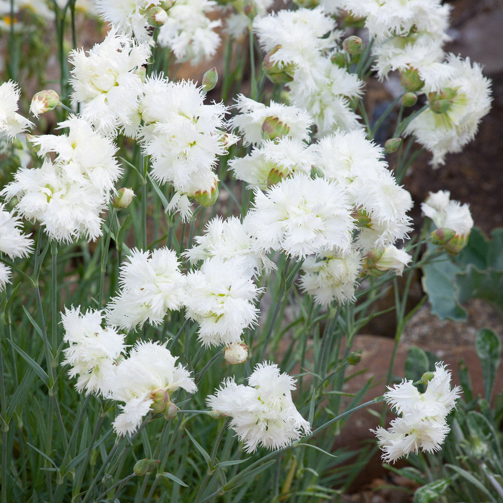 Dianthus 'Mrs Sinkins'