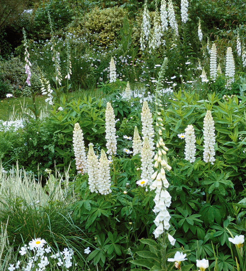 Lupinus 'Noble Maiden' (Band of Nobles Series)
