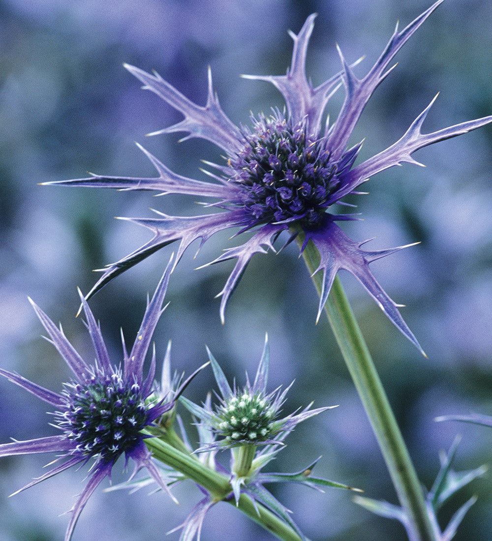 Eryngium bourgatii 'Picos Blue'