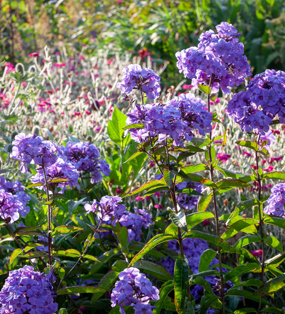 Phlox paniculata 'Blue Paradise'