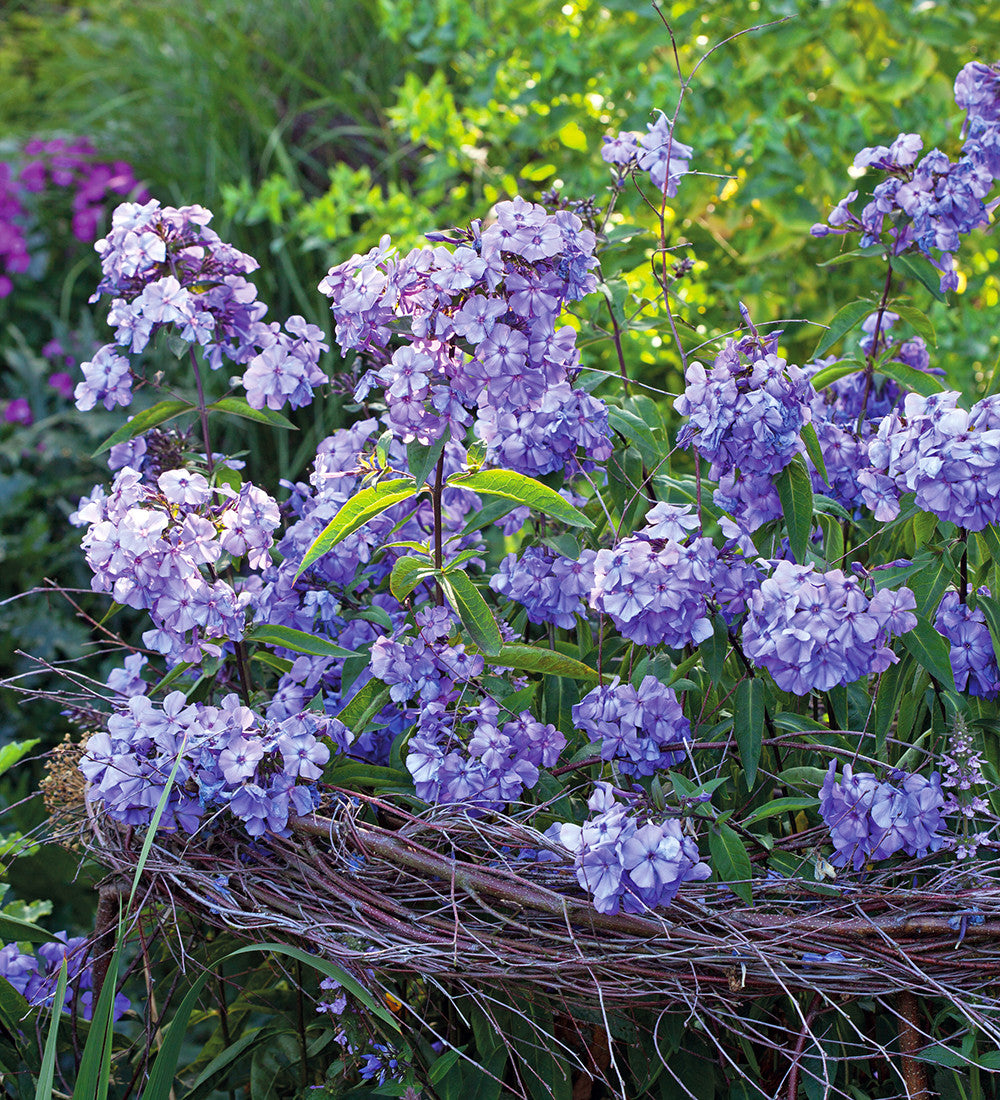Phlox paniculata 'Blue Paradise'