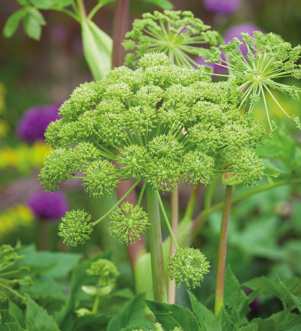 Angelica archangelica