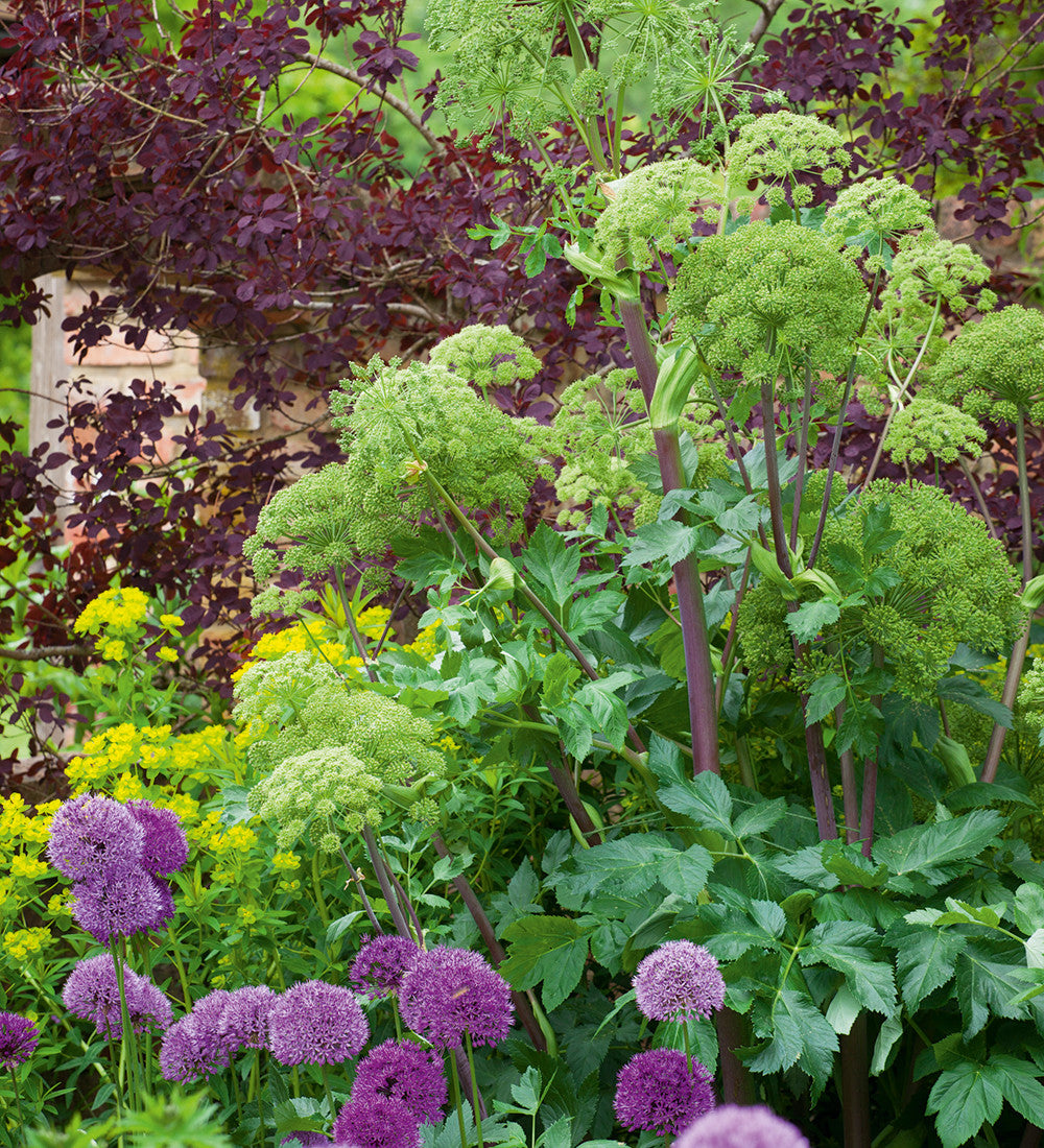 Angelica archangelica