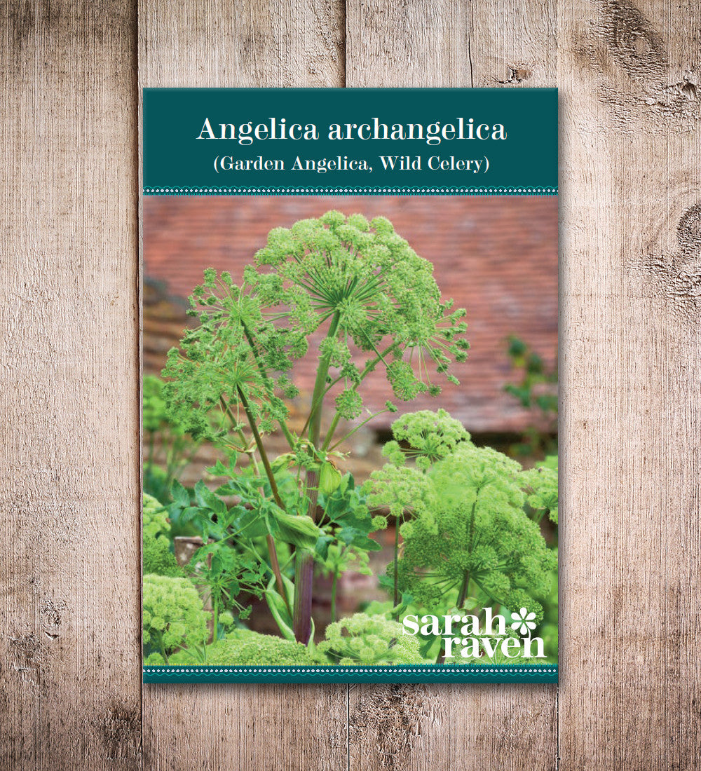 Angelica archangelica