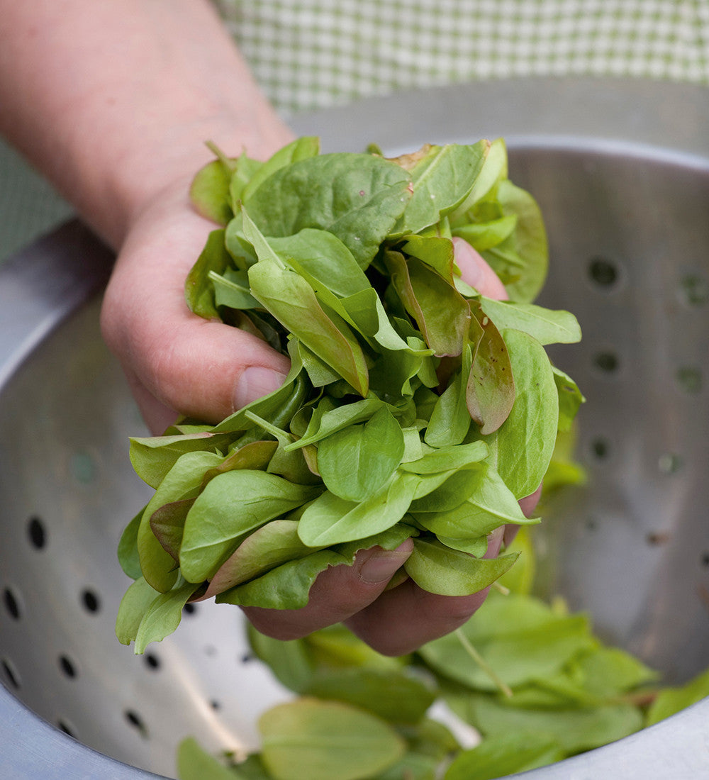 French Sorrel (Rumex acetosa ‘De Belleville’)
