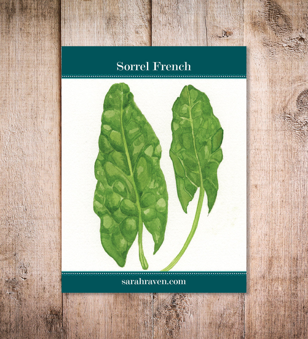 French Sorrel (Rumex acetosa ‘De Belleville’)