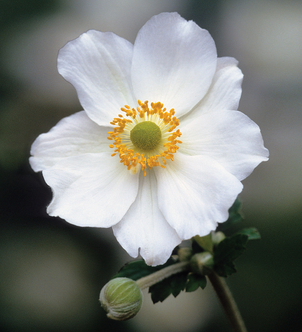 Anemone x hybrida 'Honorine Jobert'