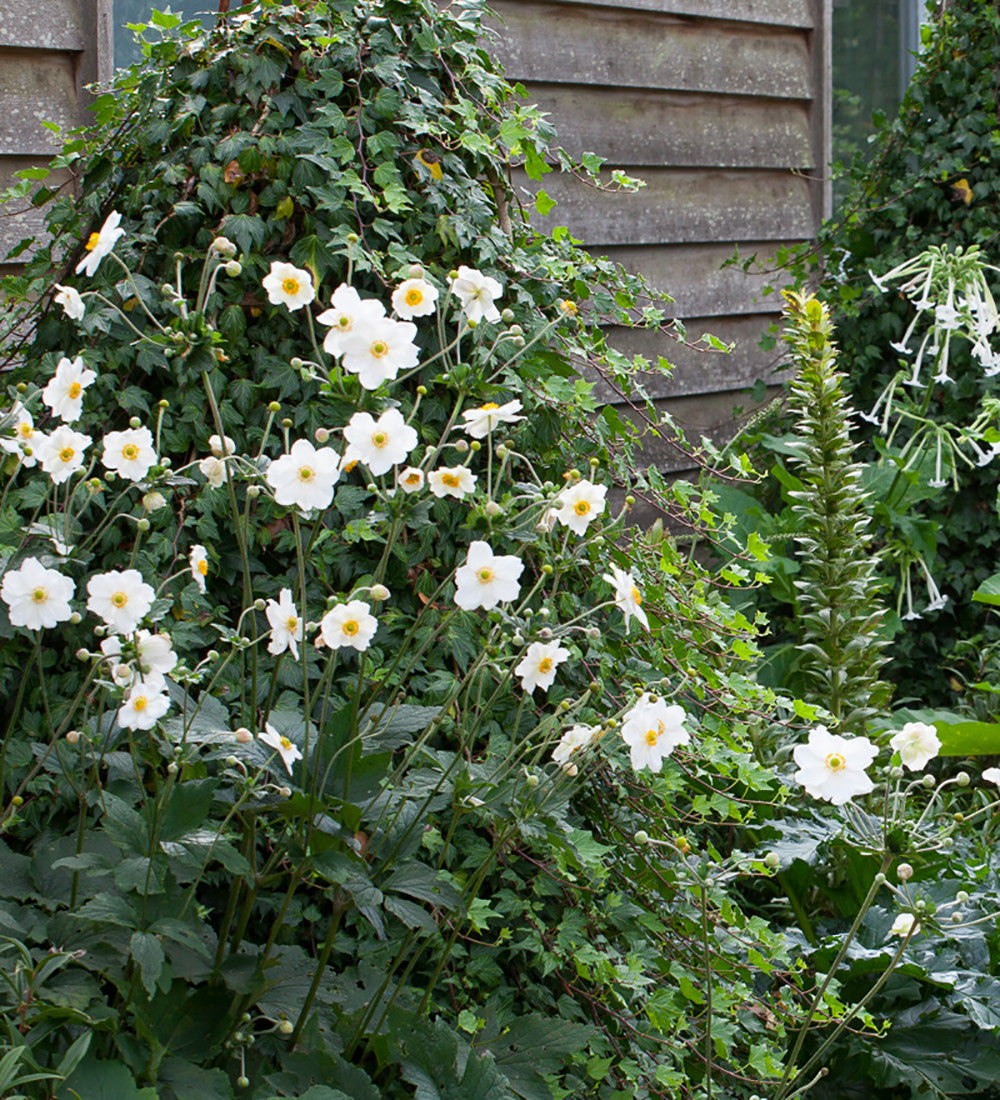 Anemone x hybrida 'Honorine Jobert'