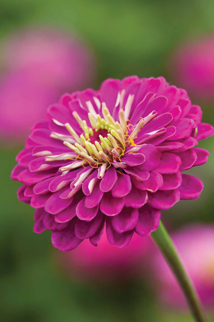 Deep Zinnia Collection/Mix