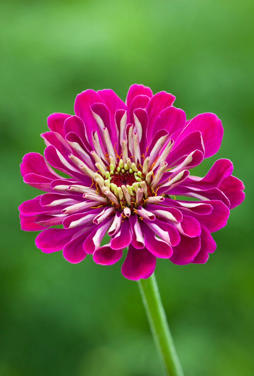 Deep Zinnia Collection/Mix