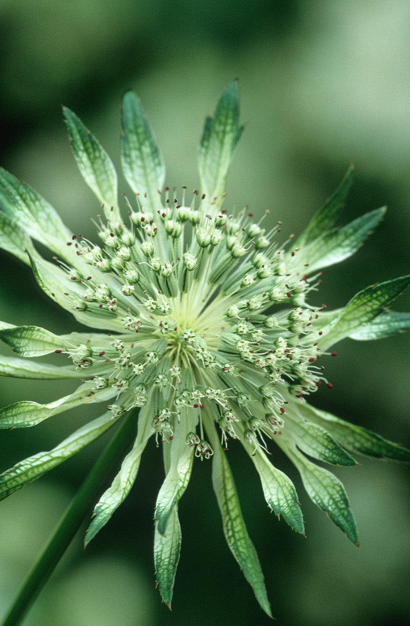 Astrantia major 'Shaggy'