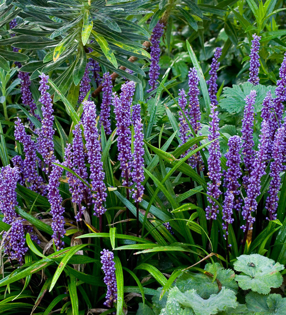 Liriope muscari