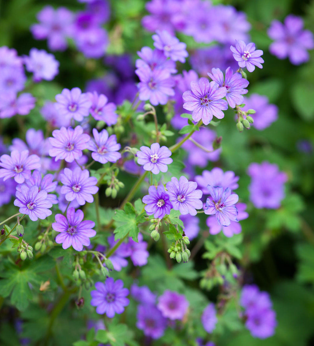 Geranium pyrenaicum 'Bill Wallis'