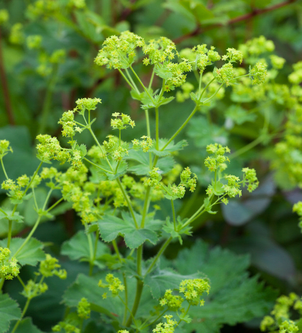 Alchemilla mollis
