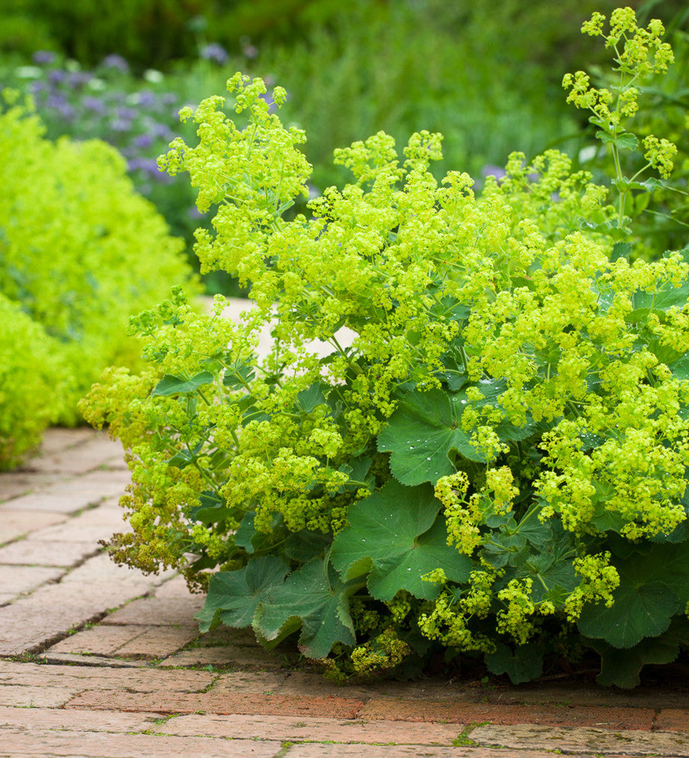 Alchemilla mollis