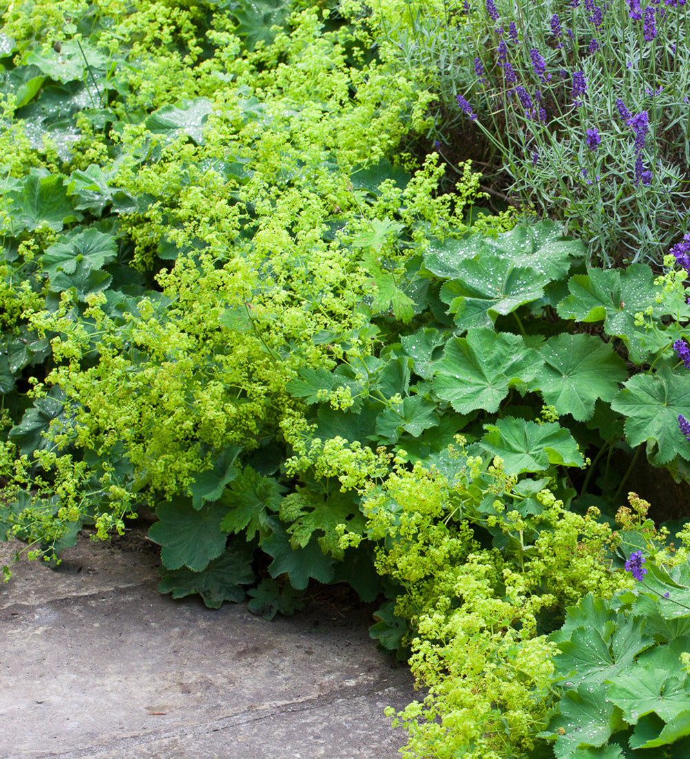 Alchemilla mollis