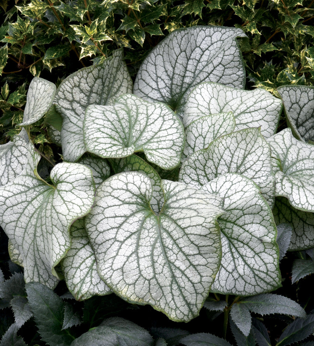 Brunnera macrophylla 'Alexanders Great'
