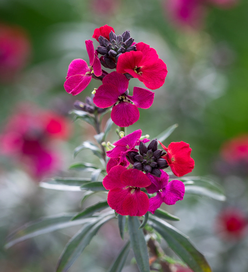 Erysimum 'Red Jep'