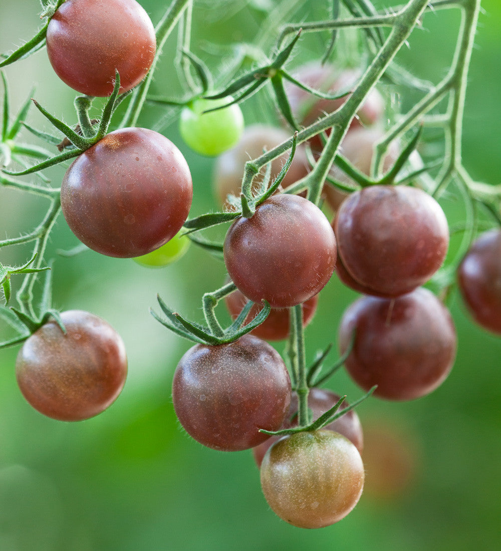 Tomato 'Chocolate Cherry'