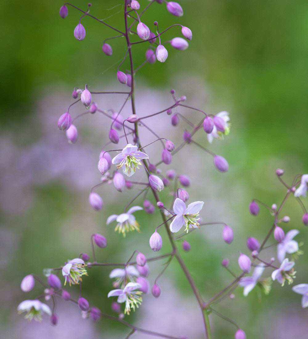 Thalictrum delavayi